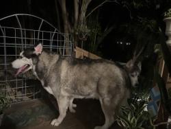 Found/Stray Female Dog last seen Near Sendero Dr, San Marcos, TX 78666