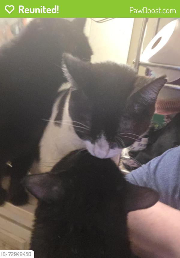 Reunited Male Cat last seen West Granger and Calle de Rosas by Our Lady Fatima , Modesto, CA 95350