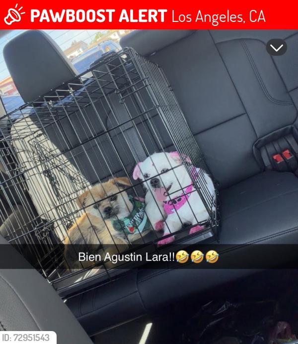 Lost Unknown Dog last seen Avalon, El Segundo, Rosecrans, Central, Los Angeles, CA 90059