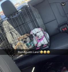 Lost Unknown Dog last seen Avalon, El Segundo, Rosecrans, Central, Los Angeles, CA 90059