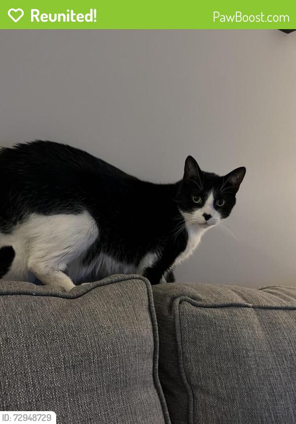 Reunited Male Cat last seen Green St and Victor St, Champaign , Champaign, IL 61821