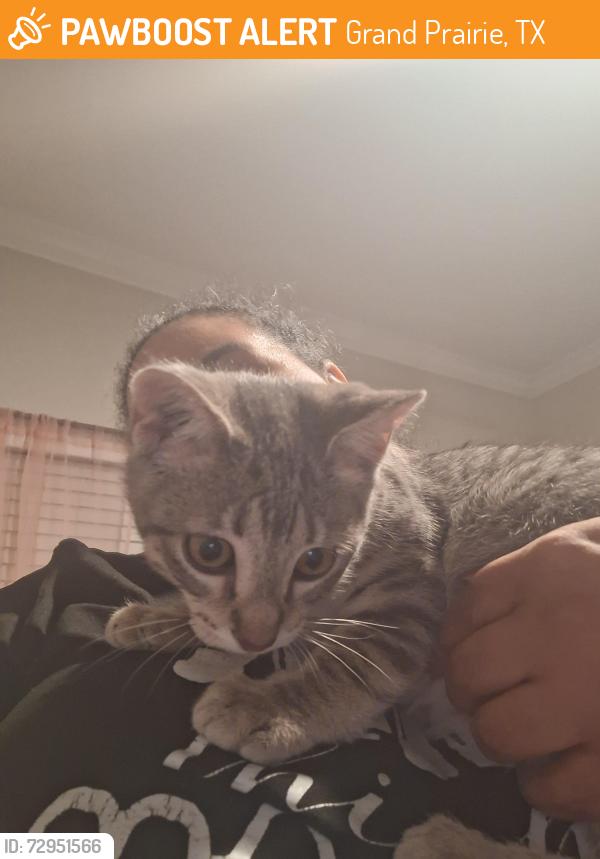 Found/Stray Male Cat last seen Robinson and W Westchester Pkwy , Grand Prairie, TX 75052