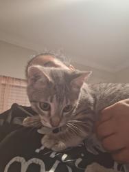 Found/Stray Male Cat last seen Robinson and W Westchester Pkwy , Grand Prairie, TX 75052