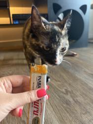 Found/Stray Unknown Cat last seen Sw 66th Ave , Portland, OR 97225