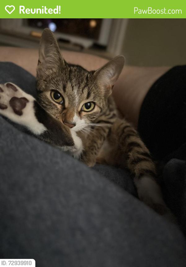 Reunited Female Cat last seen Bishop Avenue and Pine Ridge, Clifton Heights, PA 19018
