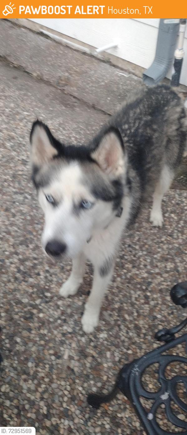 Found/Stray Male Dog last seen Castle Rock Rd and Sugar Pine Drive, Houston, TX 77090