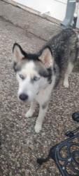 Found/Stray Male Dog last seen Castle Rock Rd and Sugar Pine Drive, Houston, TX 77090
