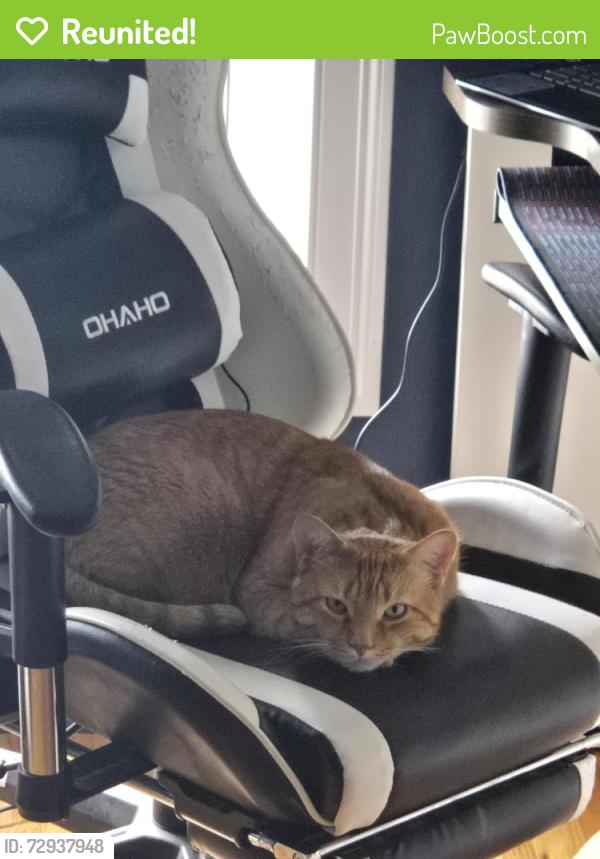 Reunited Male Cat last seen Liberty St, Stamford, CT 06902, USA, Stamford, CT 06902