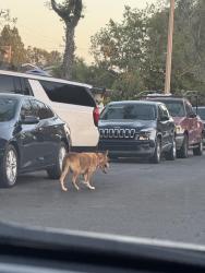 Found/Stray Unknown Dog last seen Between neighborhoods of S Douglas and S Doreen, Santa Ana, CA 92704