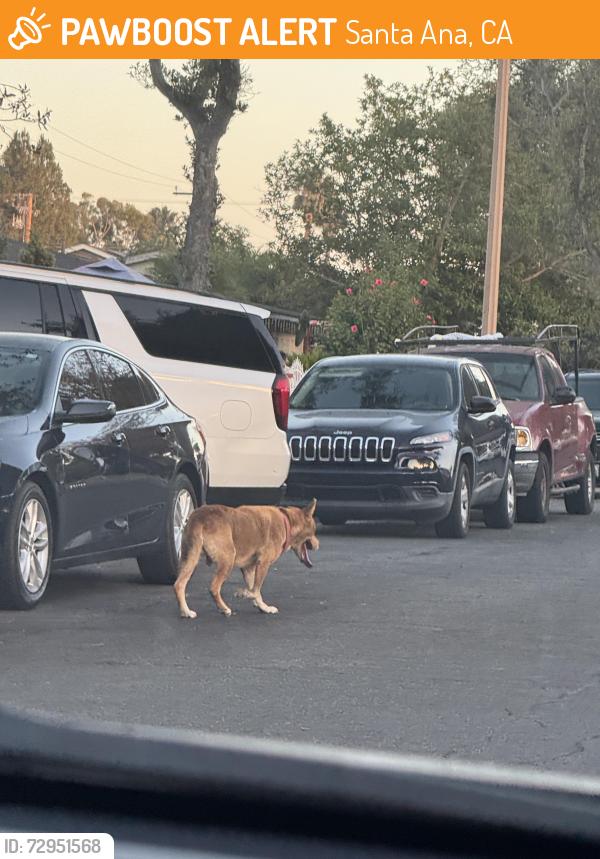 Found/Stray Unknown Dog last seen Between neighborhoods of S Douglas and S Doreen, Santa Ana, CA 92704