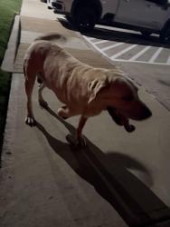 Found/Stray Male Dog last seen Shiloh crossing apmts, Laredo, TX 78045