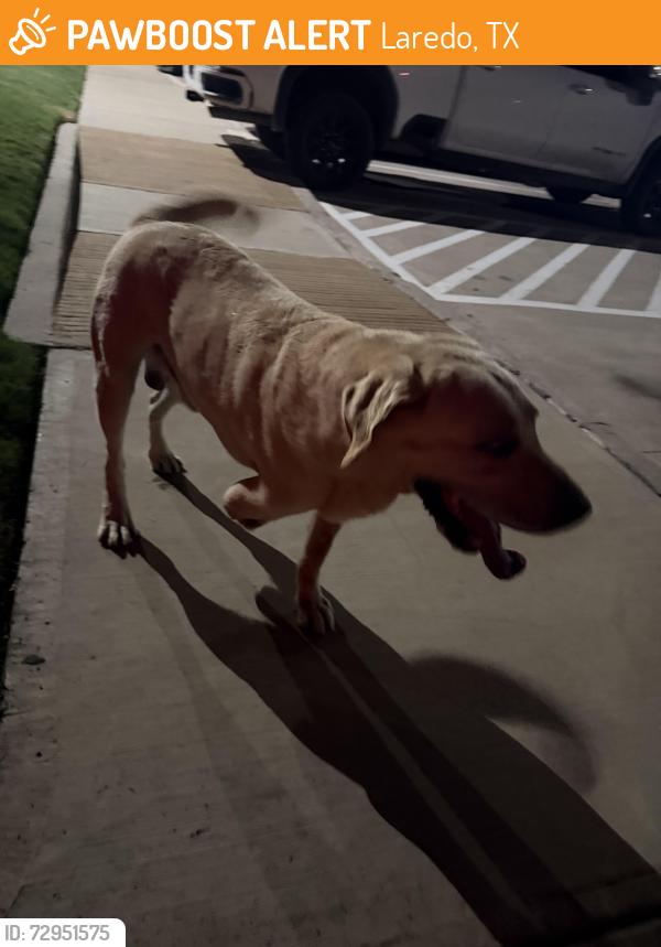 Found/Stray Male Dog last seen Shiloh crossing apmts, Laredo, TX 78045
