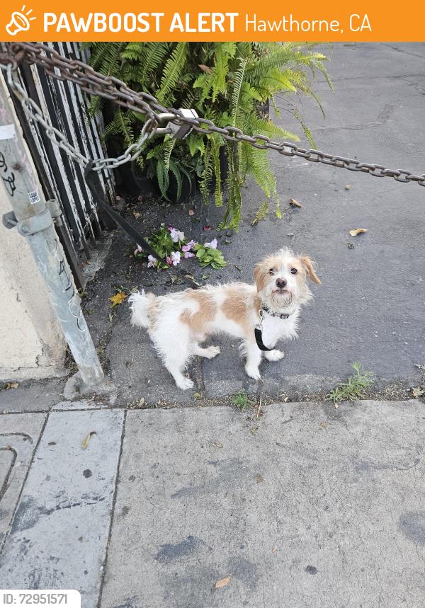 Found/Stray Unknown Dog last seen S Prairie Avenue, Hawthorne, CA 90250