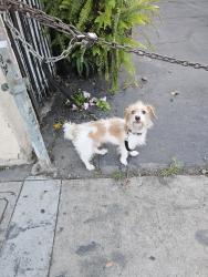 Found/Stray Unknown Dog last seen S Prairie Avenue, Hawthorne, CA 90250
