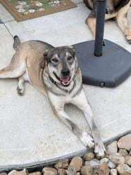 Reunited Male Dog last seen McGregor Bluff Lane and Teas Nursery Rd, Conroe, TX 77304