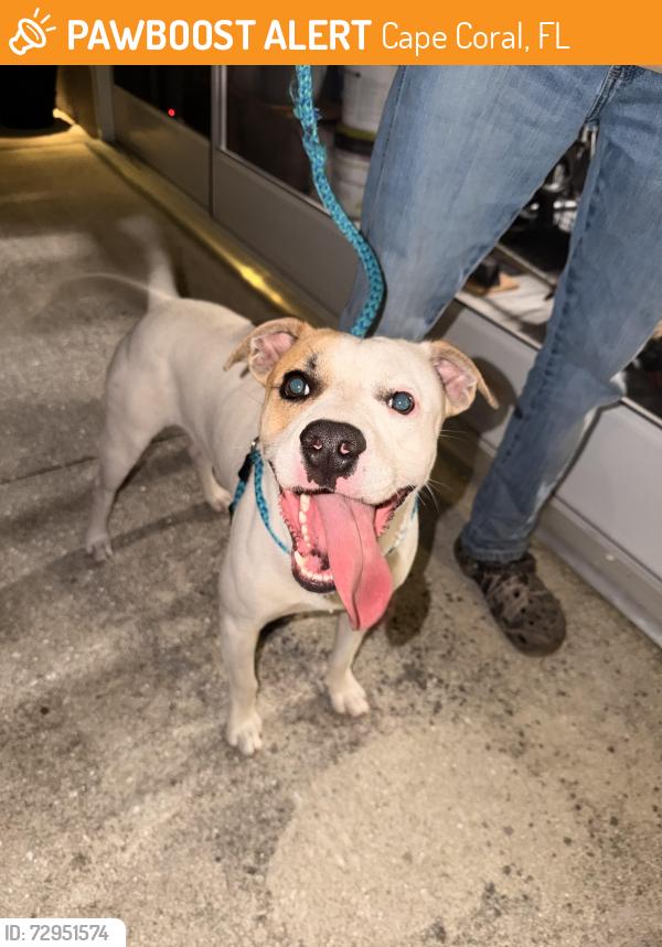 Found/Stray Male Dog last seen Pine island rd, Cape Coral, FL 33991
