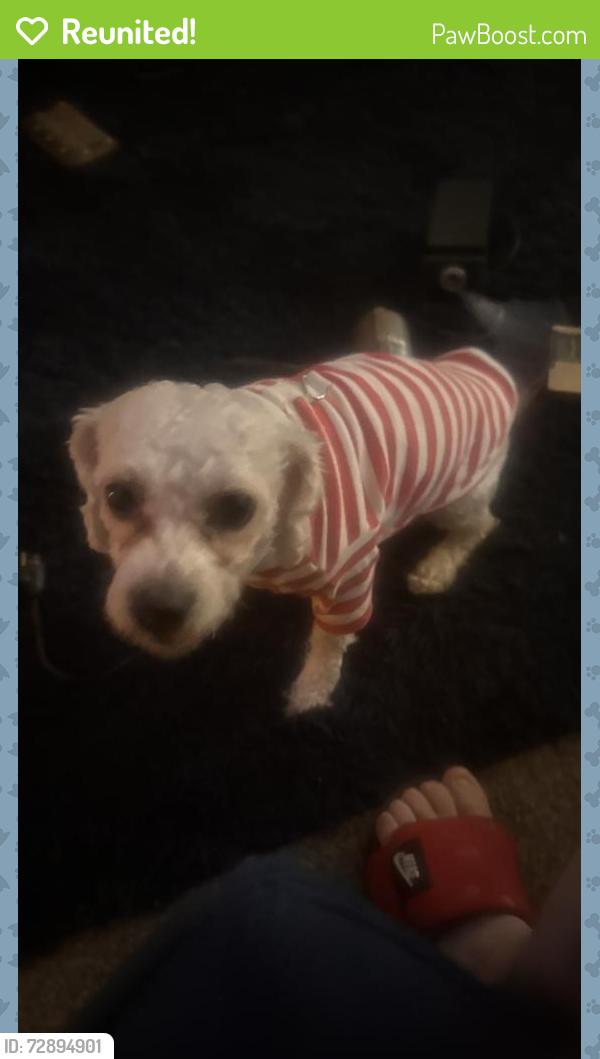 Reunited Male Dog last seen Pratt st and Oakland street philadelphia PA, Philadelphia, PA 19124