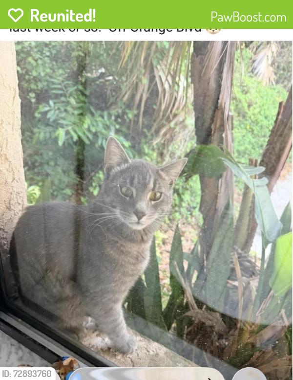 Reunited Male Cat last seen Ridgewood Orange ave, Port Orange, FL 32127