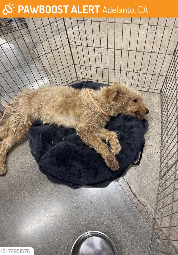 Found/Stray Unknown Dog last seen Highway 395 past aqueduct , Adelanto, CA 92301