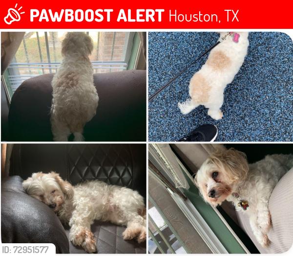 Lost Female Dog last seen Hopper and Bentley, Houston, TX 77093