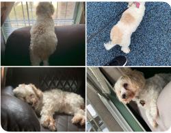 Lost Female Dog last seen Hopper and Bentley, Houston, TX 77093