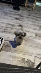 Reunited Male Dog last seen E Scott & N Riverside , Rialto, CA 92376