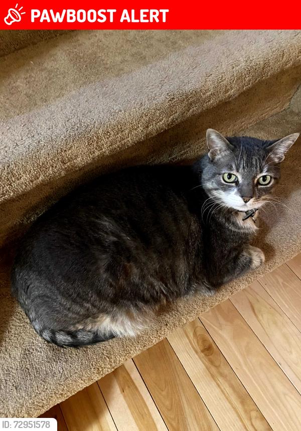 Lost Female Cat last seen Near highcliff road Sherwood park Alberta , Sherwood Park, AB T8A