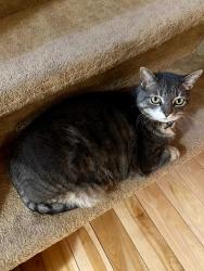 Lost Female Cat last seen Near highcliff road Sherwood park Alberta , Sherwood Park, AB T8A