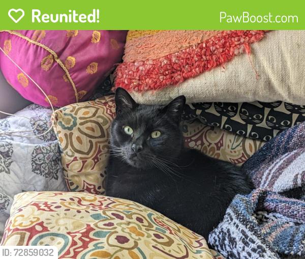 Reunited Male Cat last seen Southgate Animal Clinic, Milwaukie, OR 97222
