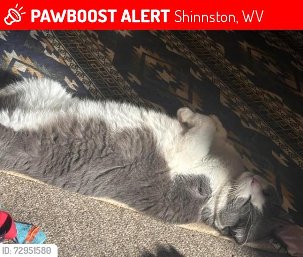 Lost Male Cat last seen Owings road, longwall street , Shinnston, WV 26431