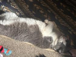 Lost Male Cat last seen Owings road, longwall street , Shinnston, WV 26431