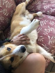 Reunited Male Dog last seen Near state route 534 middlefield ohio 44062, Middlefield, OH 44062