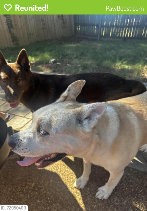 Reunited Male Dog last seen Timber Creek and walnut run rd, Memphis, TN 38018