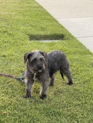 Lost Male Dog last seen Independence, Chino, CA 91710