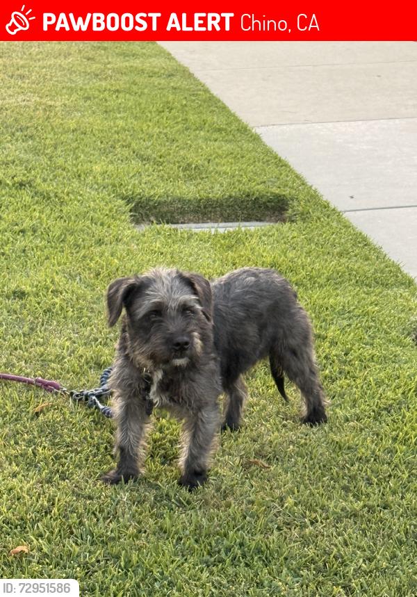 Lost Male Dog last seen Independence, Chino, CA 91710