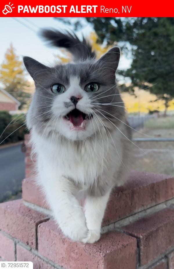 Lost Female Cat last seen Fawn Ln and HWY 431, Reno, NV 89511