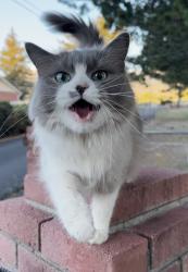 Lost Female Cat last seen Fawn Ln and HWY 431, Reno, NV 89511