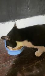 Reunited Male Cat last seen Around avenue h, arch st, e rosedale st, Fort Worth, TX 76105