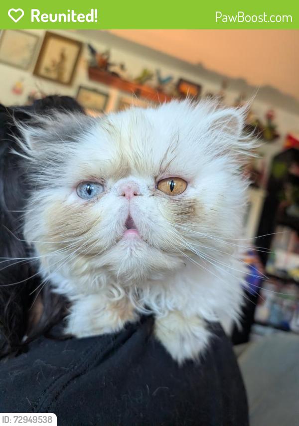 Reunited Male Cat last seen Hopkins st and booth lane, Sacramento, CA 95822