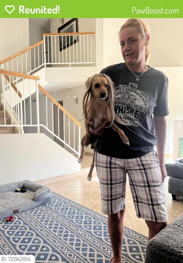 Reunited Female Dog last seen E. Union hills drive , Phoenix, AZ 85032