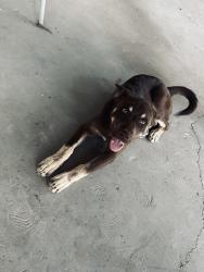 Found/Stray Male Dog last seen Casino of the sun, Valencia West, AZ 85757