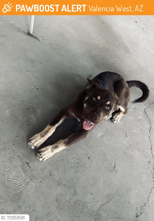 Found/Stray Male Dog last seen Casino of the sun, Valencia West, AZ 85757