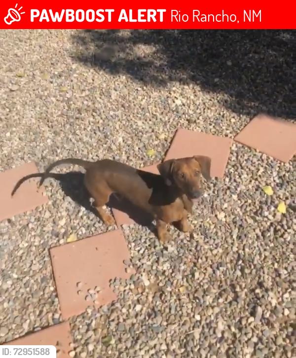 Lost Male Dog last seen Tulip rd and Arizona , Rio Rancho, NM 87124