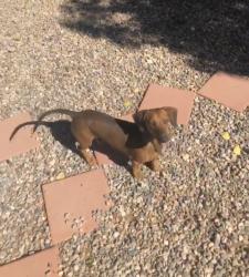 Lost Male Dog last seen Tulip rd and Arizona , Rio Rancho, NM 87124
