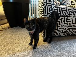 Found/Stray Unknown Cat last seen Niagara Avenue near pier , San Diego, CA 92107