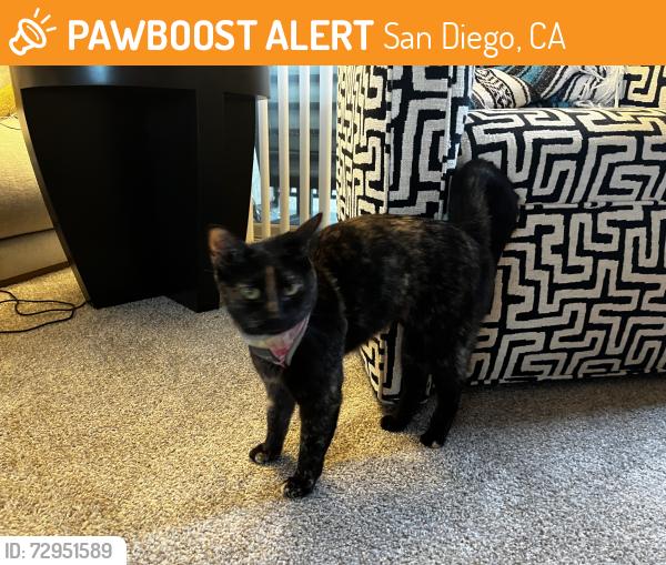 Found/Stray Unknown Cat last seen Niagara Avenue near pier , San Diego, CA 92107
