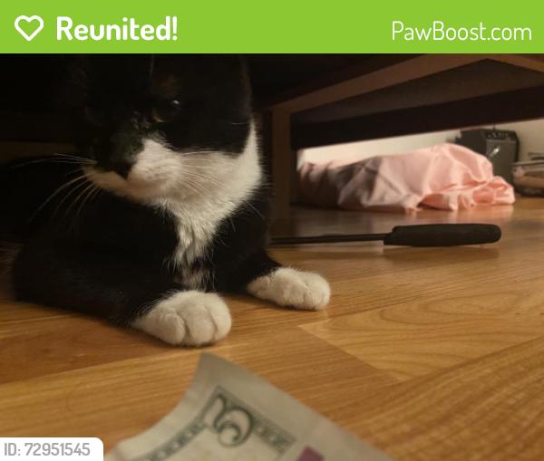 Reunited Female Cat last seen Near Bradmere Loop, Newport News, VA 23608, USA, Newport News, VA 23608