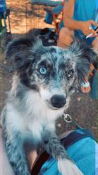 Reunited Female Dog last seen Grayson St. right by The Pearl, San Antonio, TX 78208