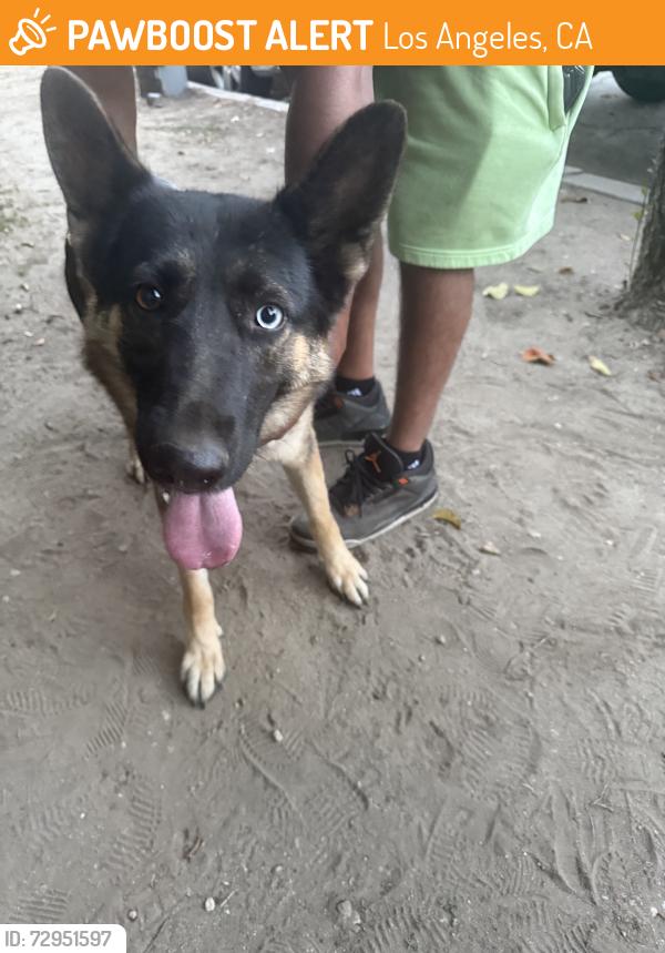 Found/Stray Female Dog last seen Van nuys, Los Angeles, CA 91331