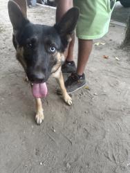 Found/Stray Female Dog last seen Van nuys, Los Angeles, CA 91331